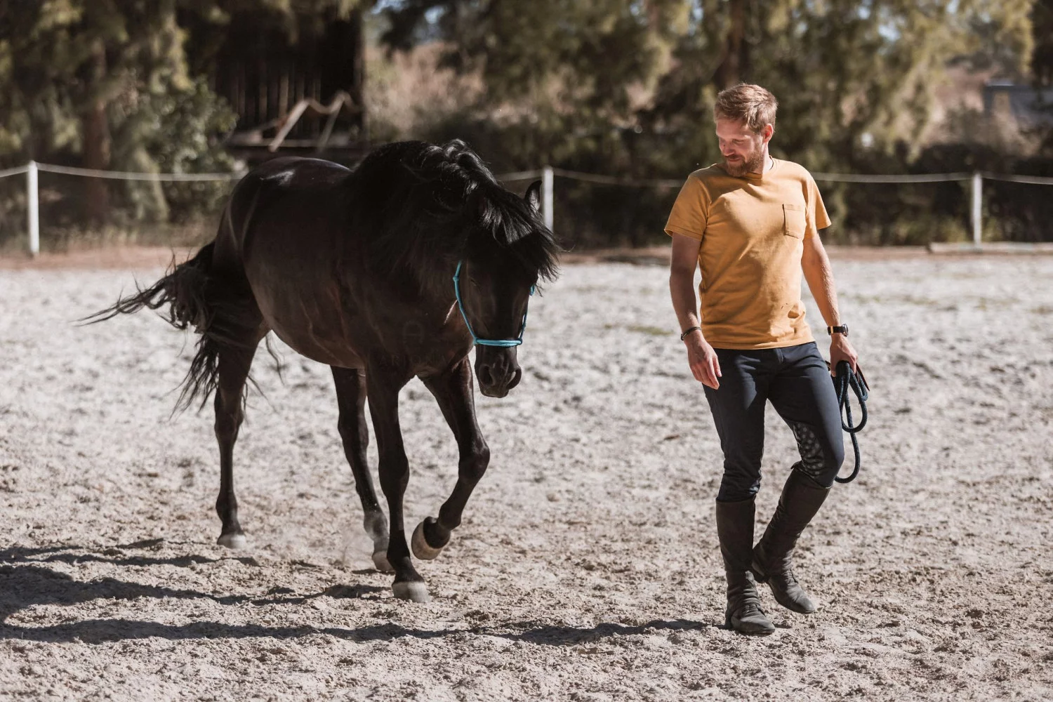 ariona-histoire-ariona-thibaut-buisson-equi-coaching